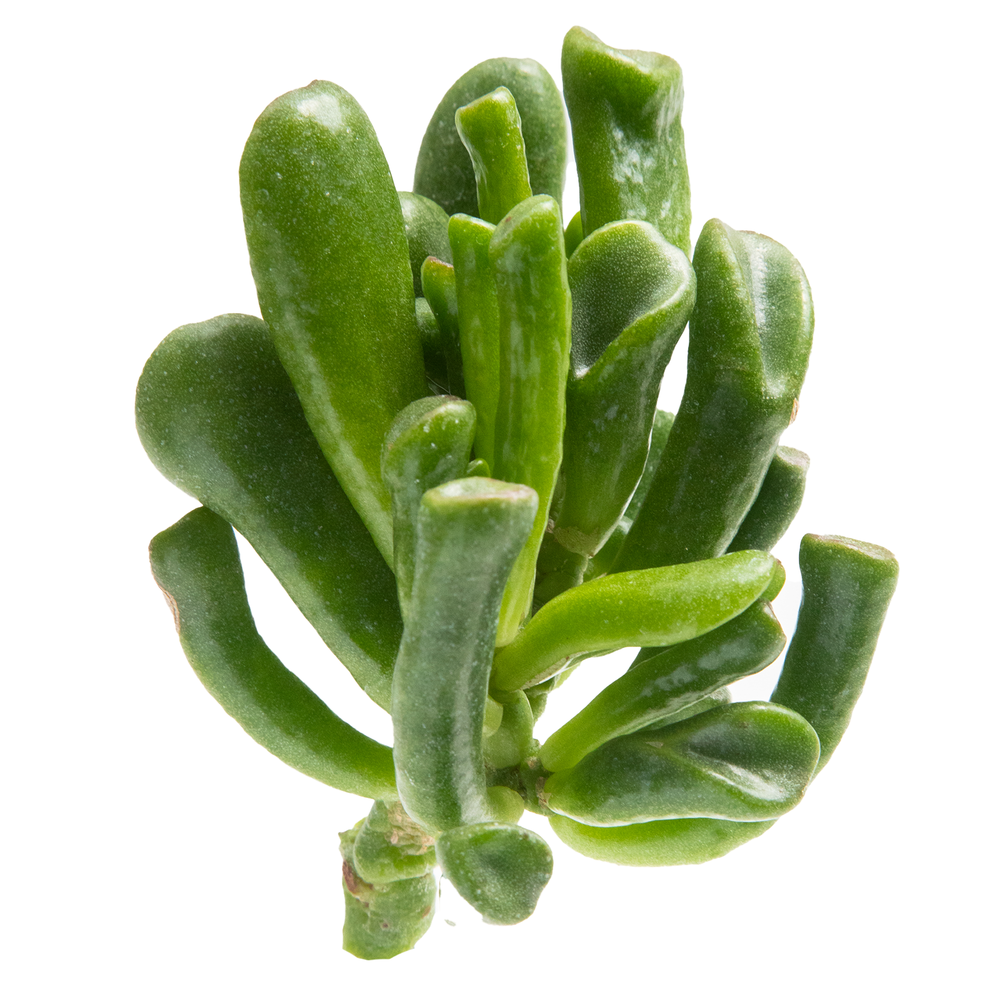 Crassula Ovata / Shrek